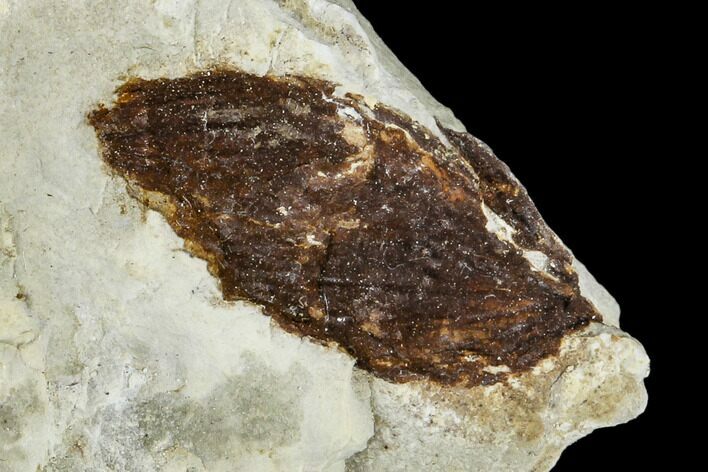 Fossil Nyssidium Seed Pod From Montana - Paleocene #113164